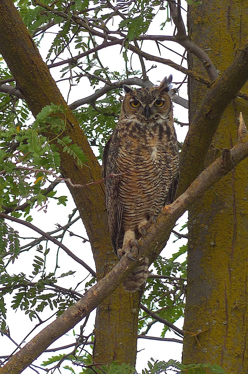 Búho Americano - ML646568284