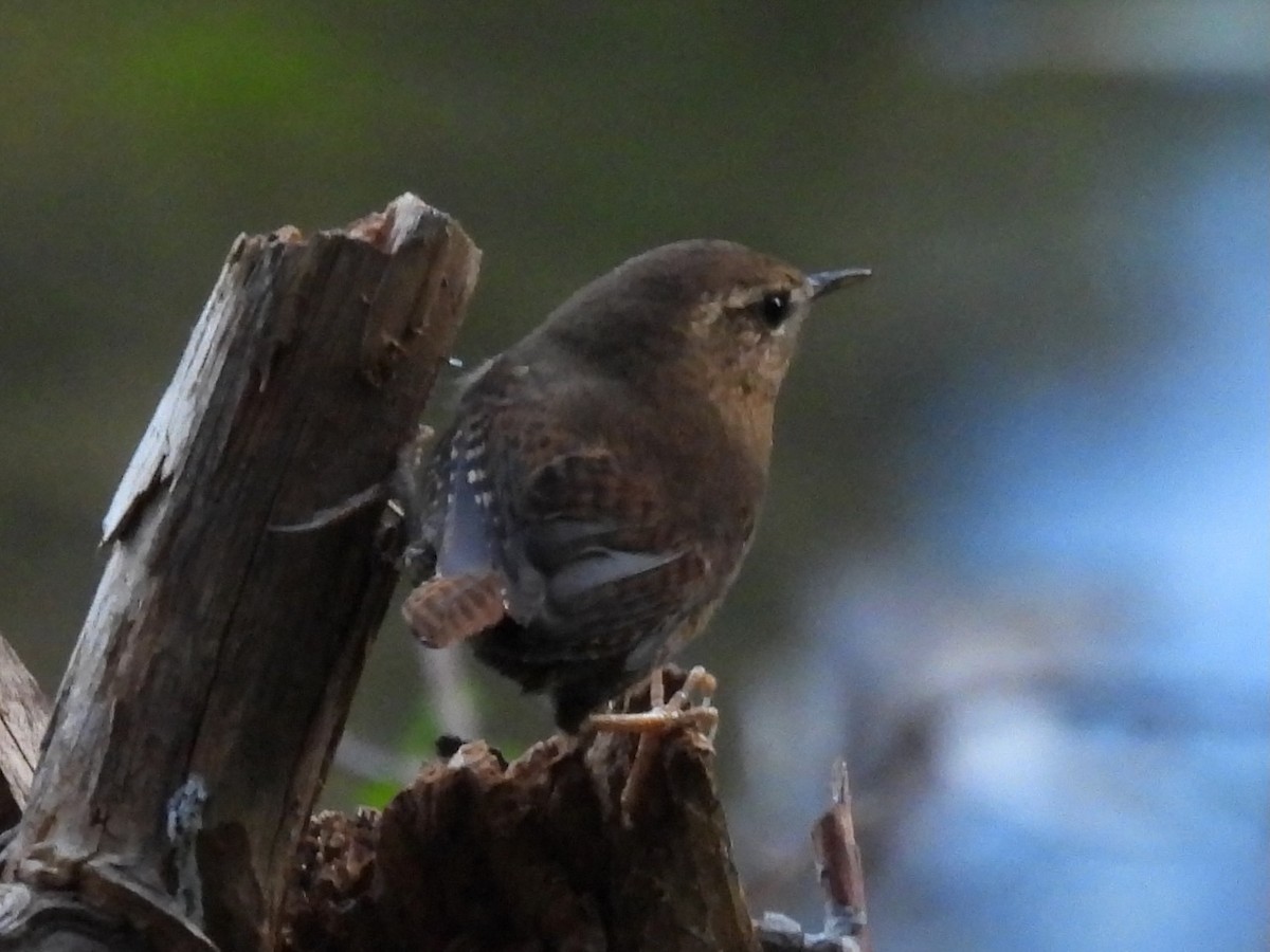 Pacific Wren - ML646568286