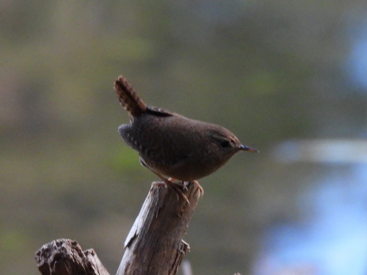 Pacific Wren - ML646568287