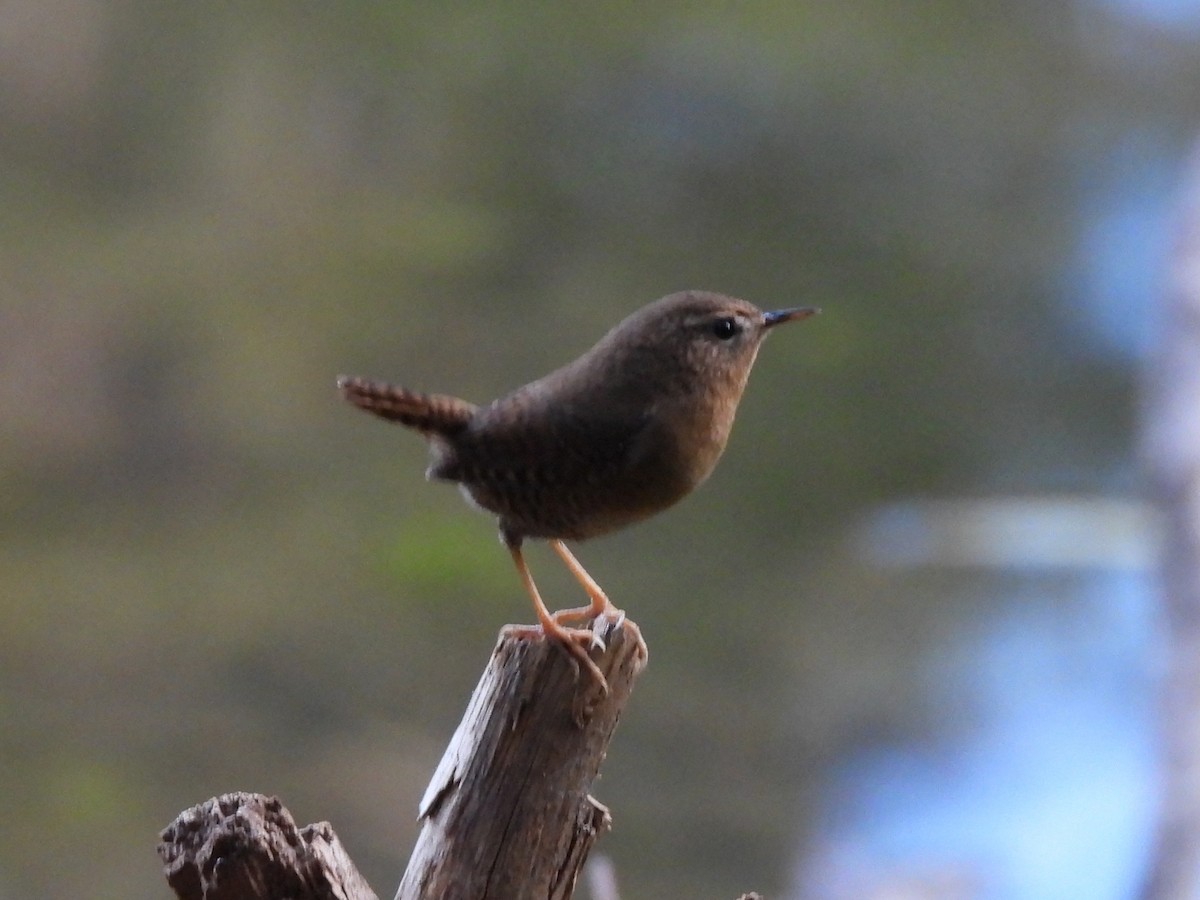 Pacific Wren - ML646568288