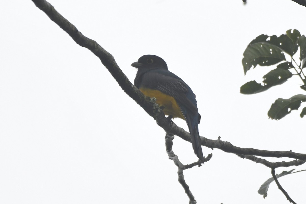 Mor Trogon - ML646568289