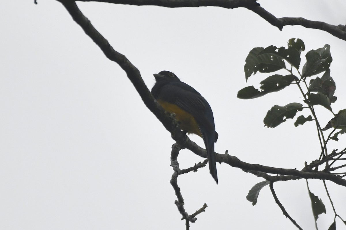 Mor Trogon - ML646568290