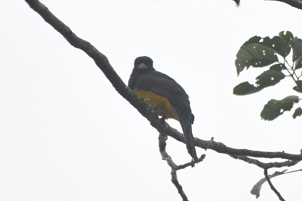 Mor Trogon - ML646568291