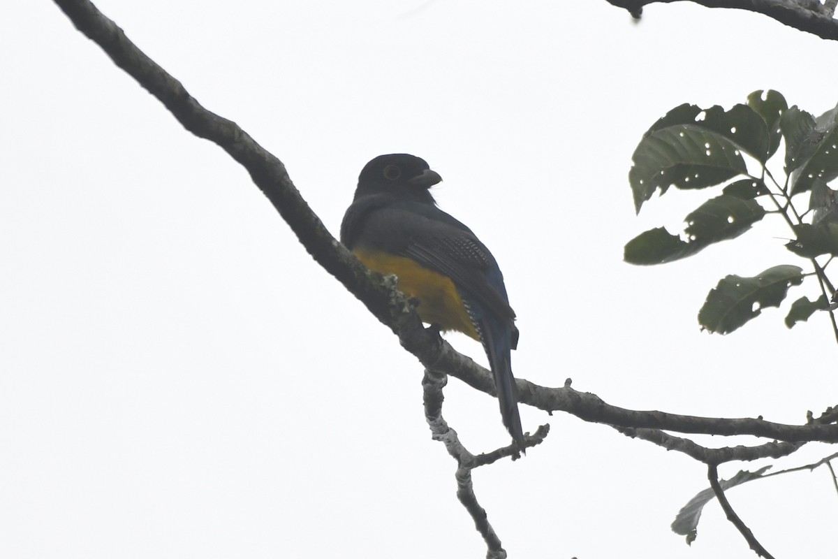 Mor Trogon - ML646568292