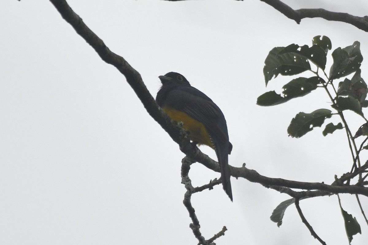 Mor Trogon - ML646568293