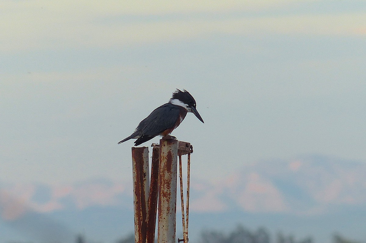 Martín Gigante Norteamericano - ML646568294