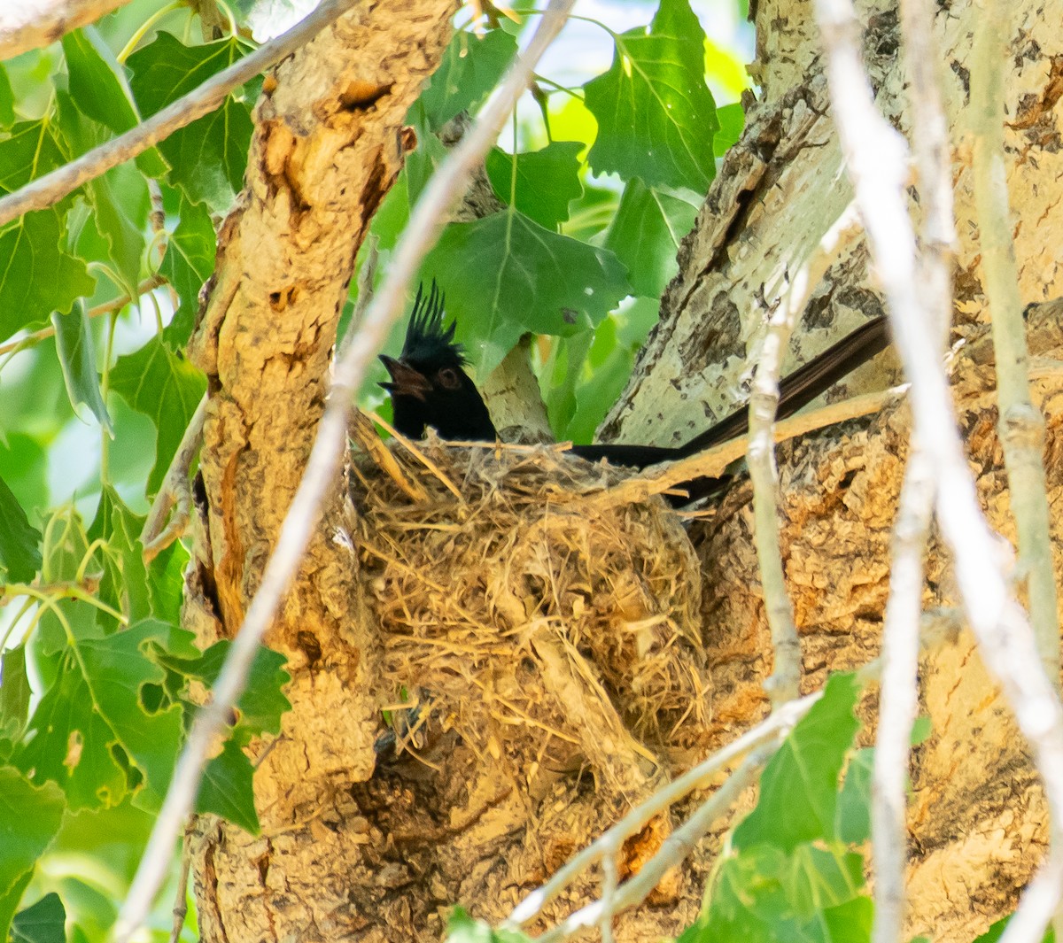 Phainopepla - ML646568298