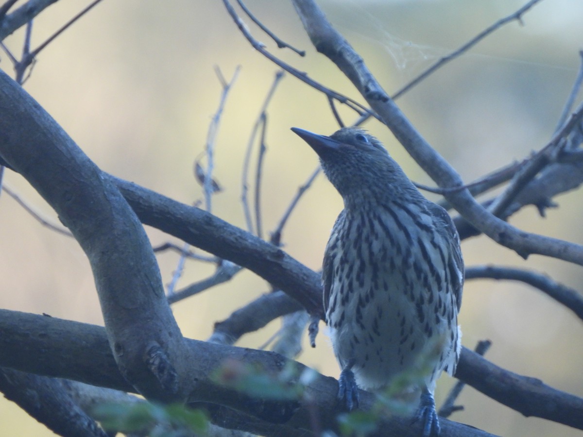 Olive-backed Oriole - ML646568300