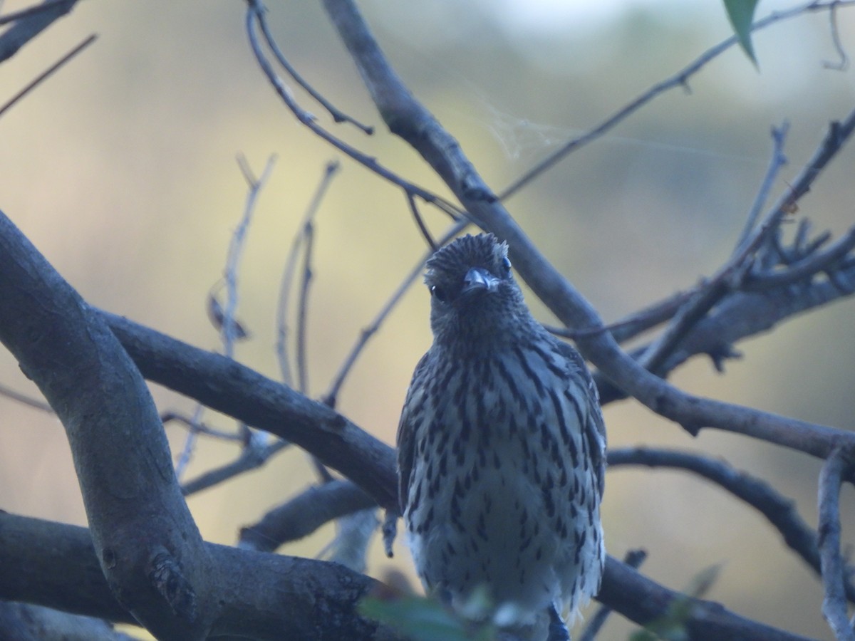 Olive-backed Oriole - ML646568301