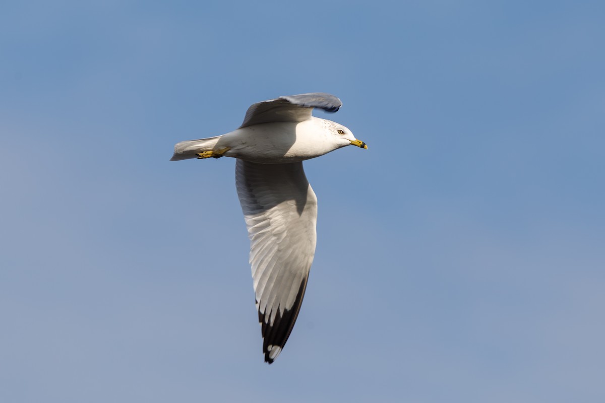 Ringschnabelmöwe - ML646568305