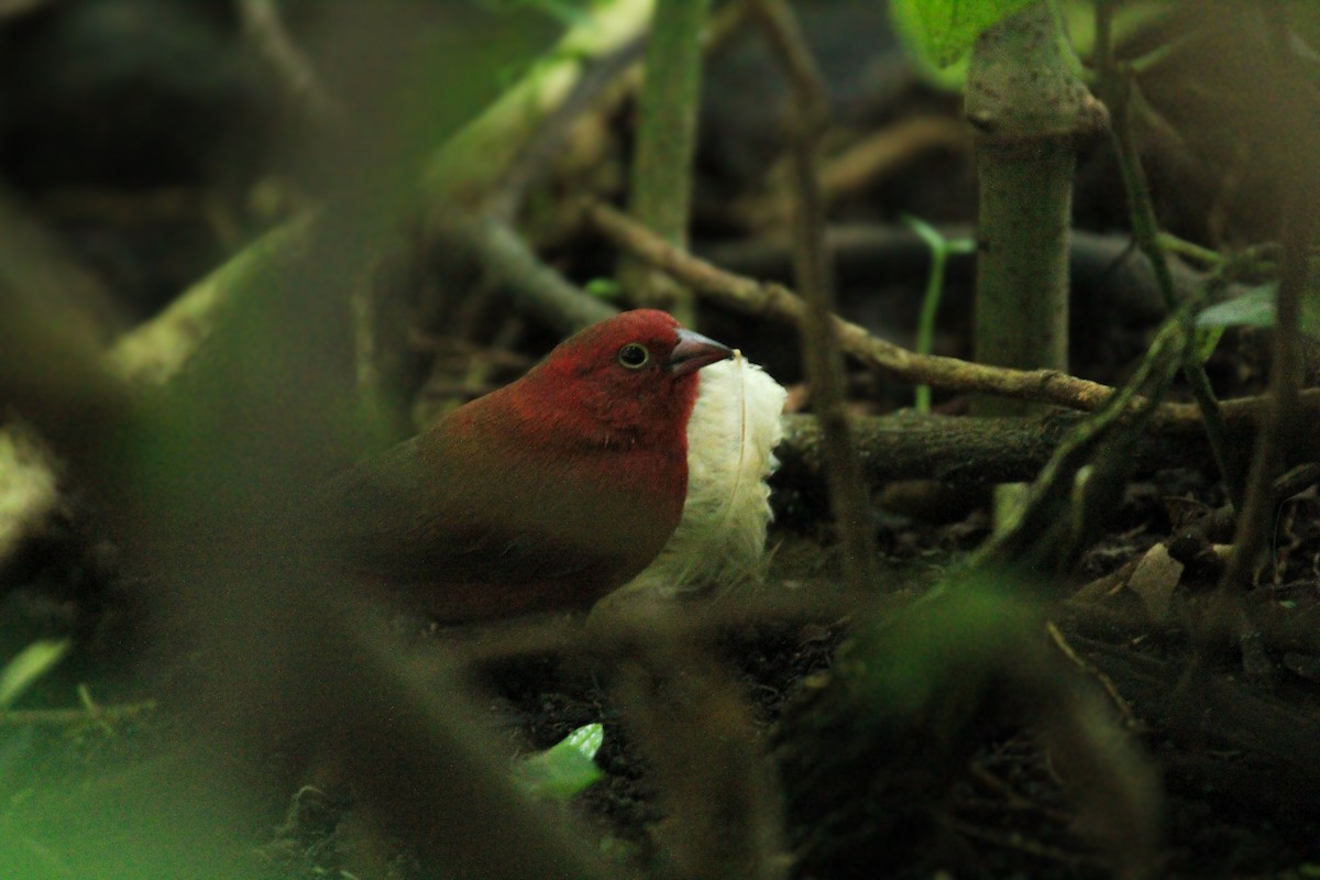 Red-billed Firefinch - ML646568306