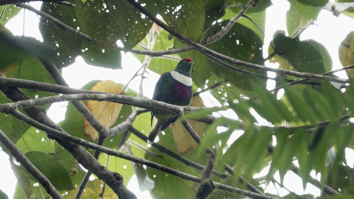 Ptilope de Rivoli (prasinorrhous) - ML646568308