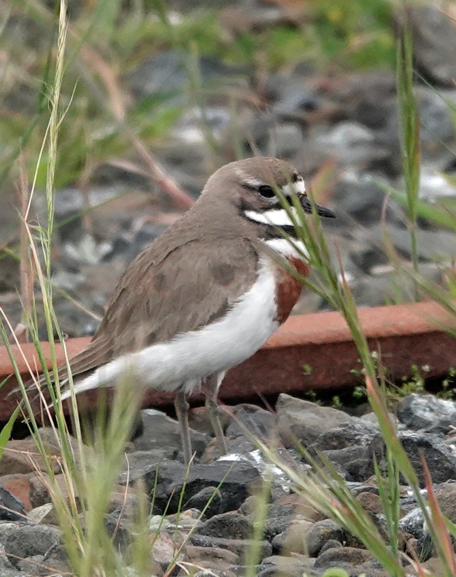 チャオビチドリ - ML646568317