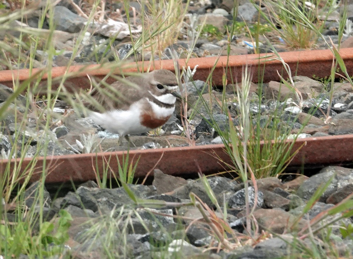 チャオビチドリ - ML646568318