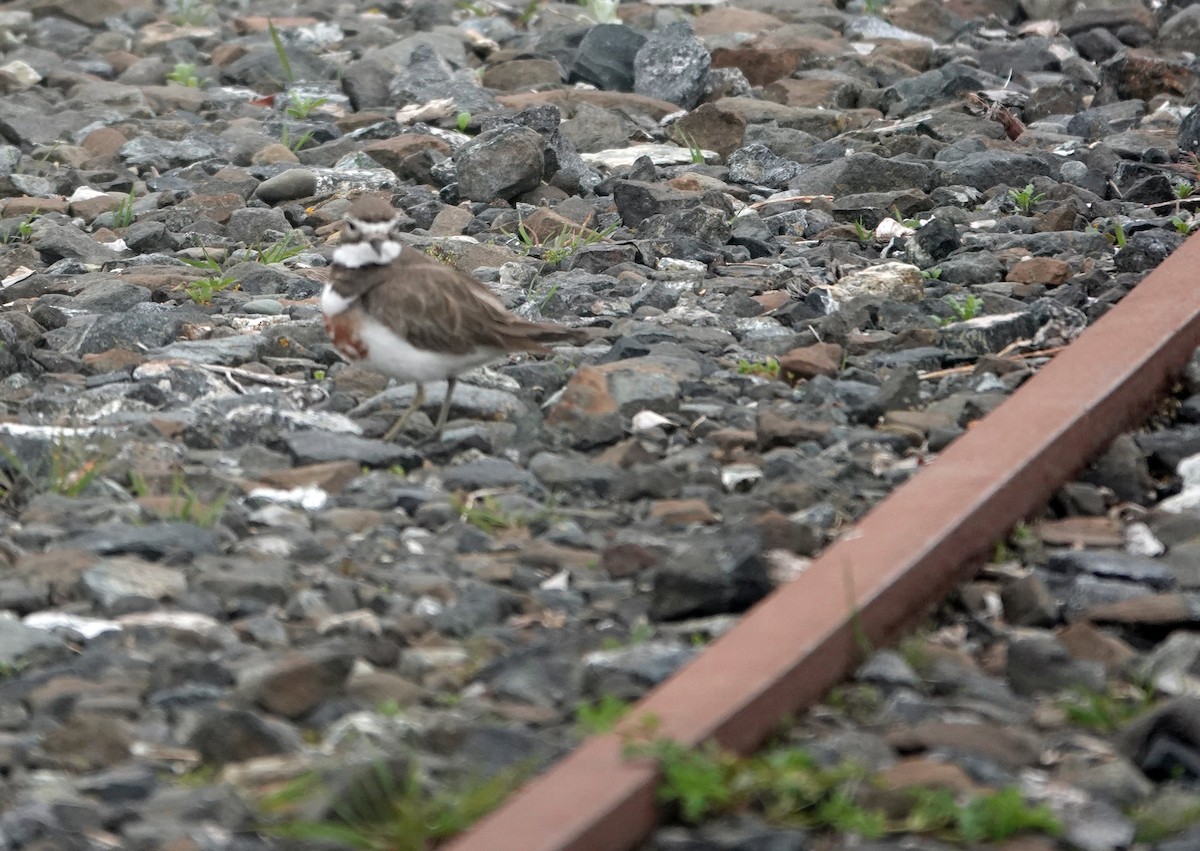 チャオビチドリ - ML646568319