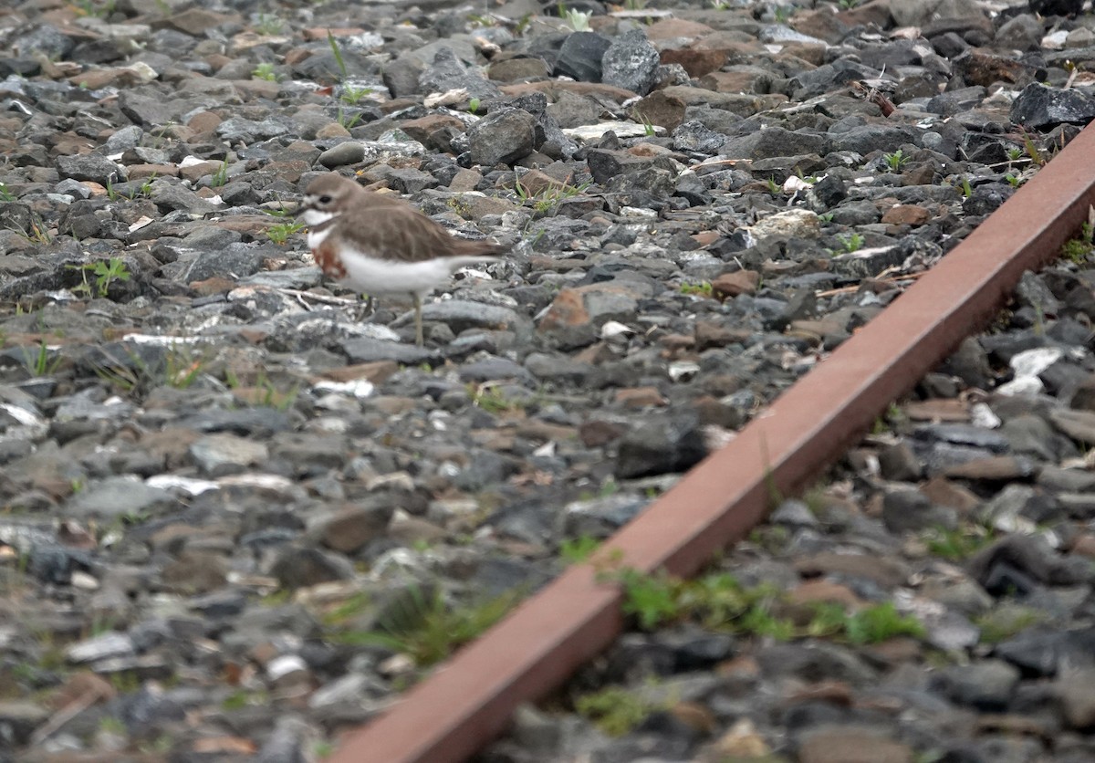 チャオビチドリ - ML646568320