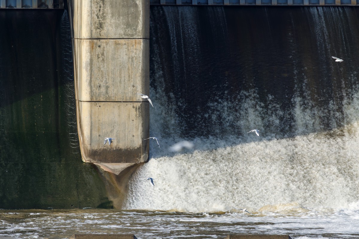 Bonapartemöwe - ML646568321