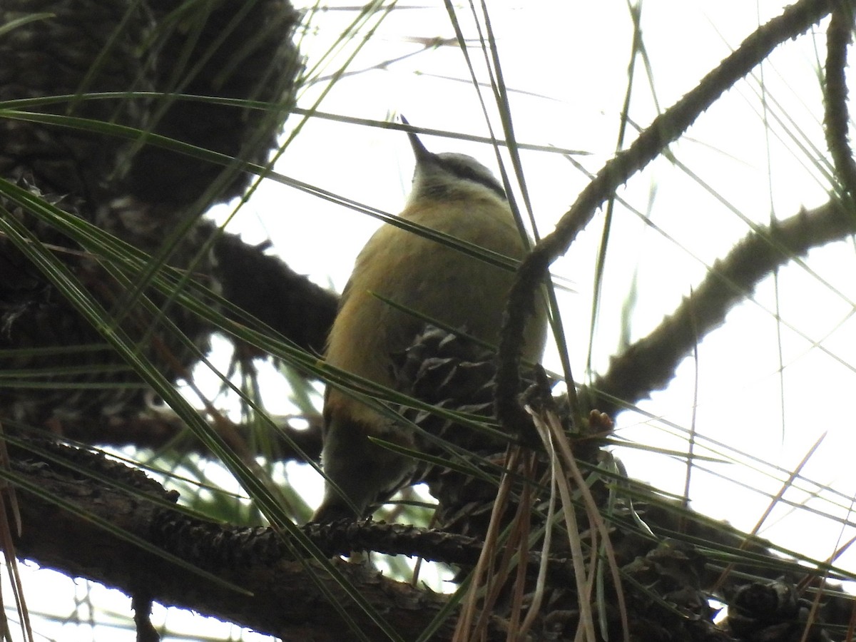 Red-breasted Nuthatch - ML646568322