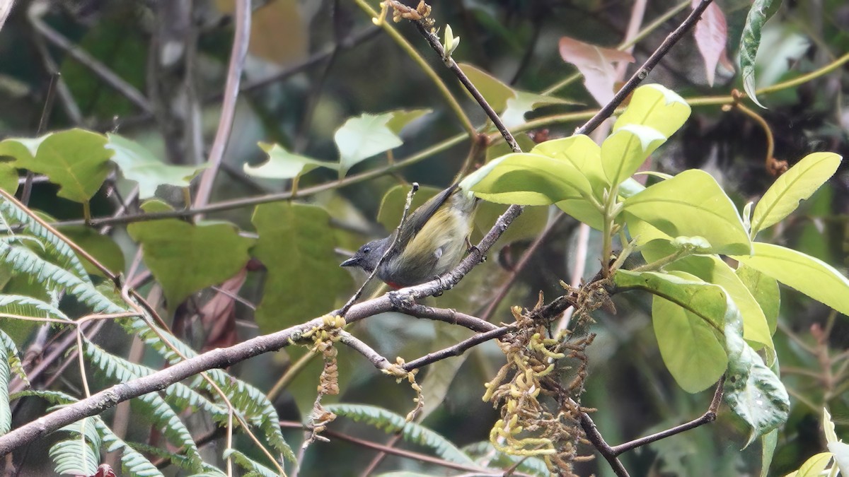 Buru Flowerpecker - ML646568323