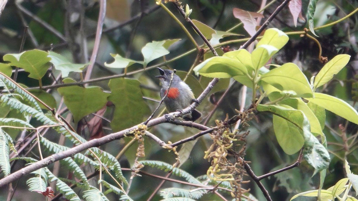 Buru Flowerpecker - ML646568324