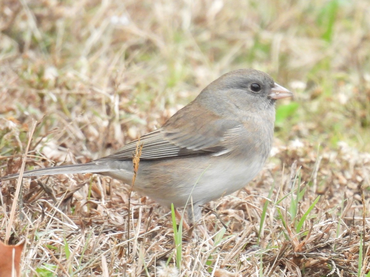 Dark-eyed Junco - ML646568325