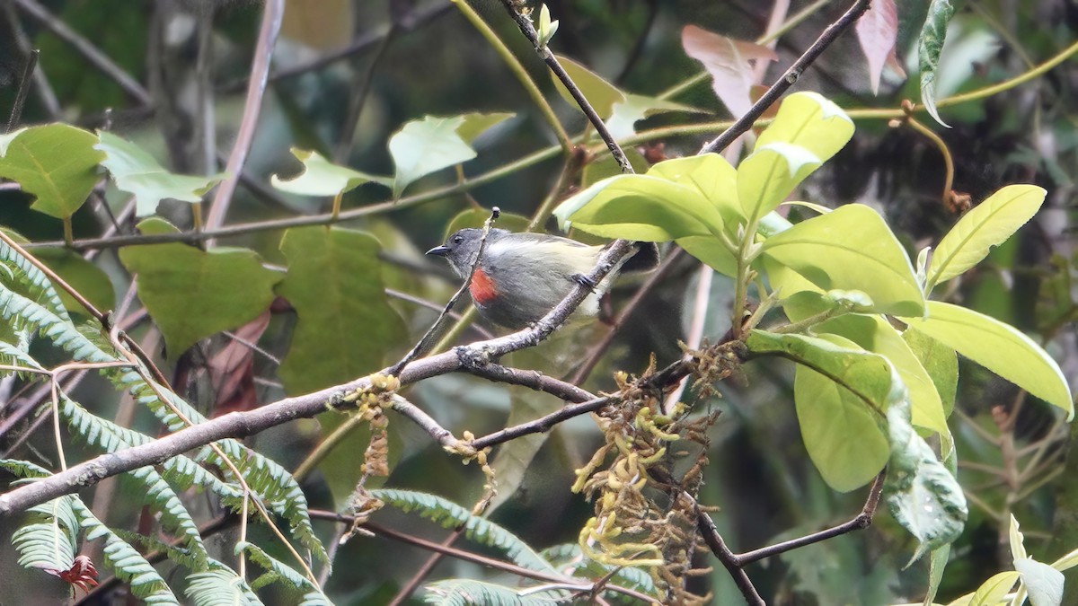 Buru Flowerpecker - ML646568326