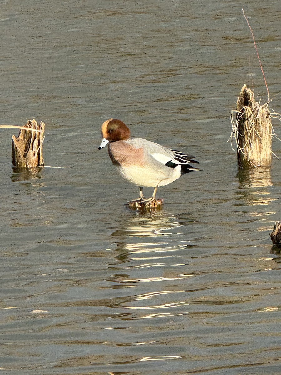 brunnakke - ML646568336