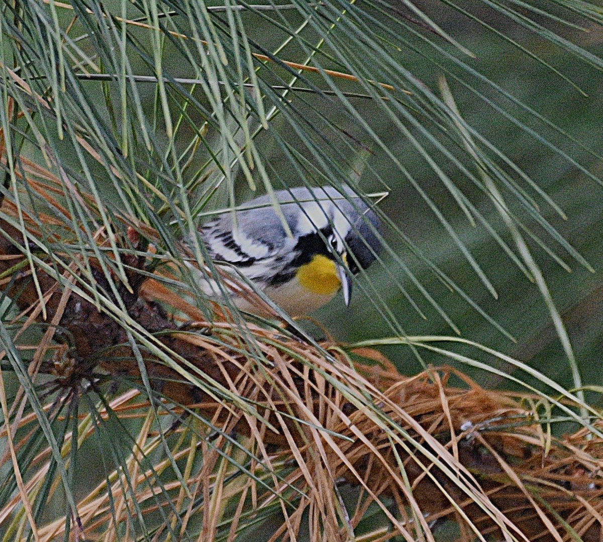Yellow-throated Warbler - ML646568338