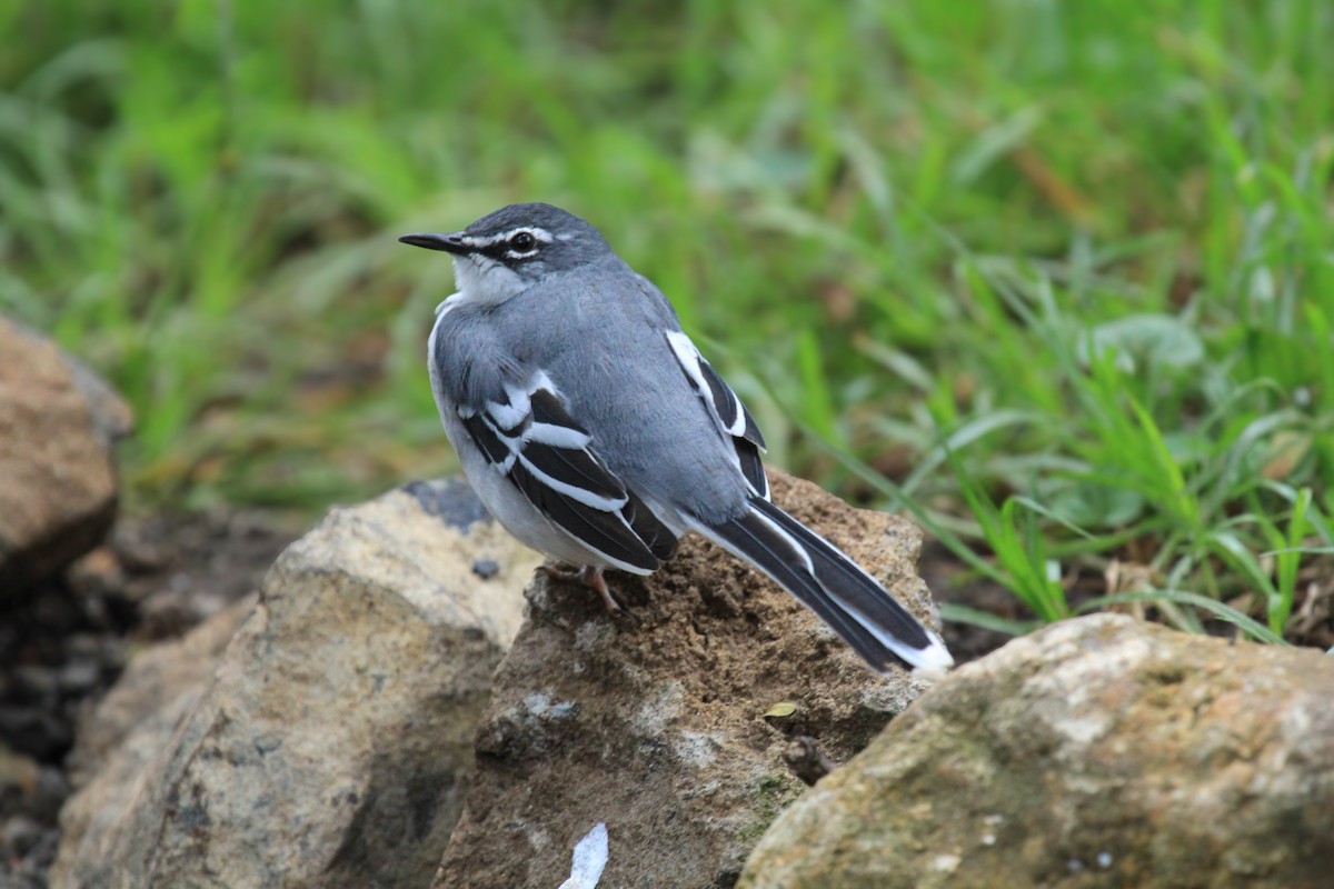Mountain Wagtail - ML646568340