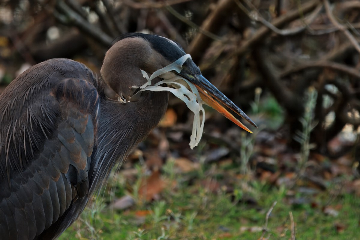 Great Blue Heron (Great Blue) - ML646568341