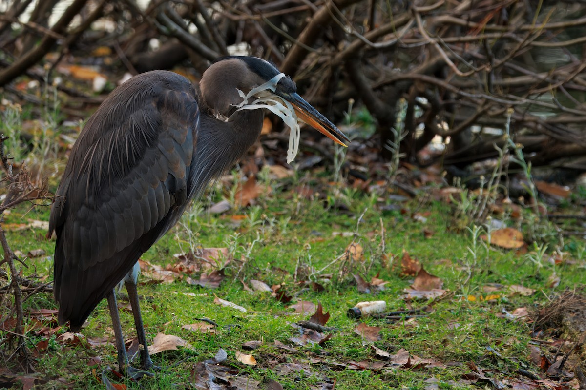 Great Blue Heron (Great Blue) - ML646568342