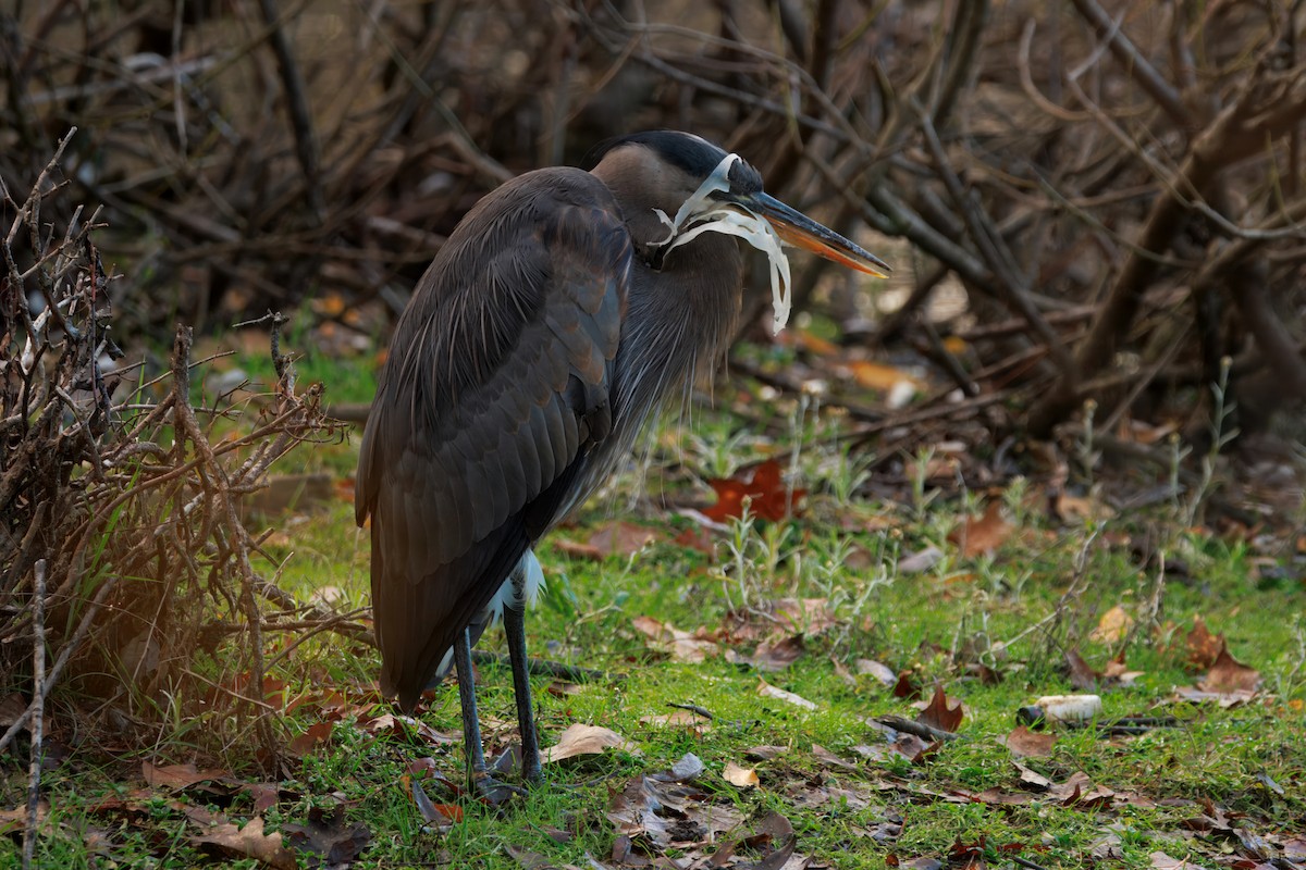 Great Blue Heron (Great Blue) - ML646568343