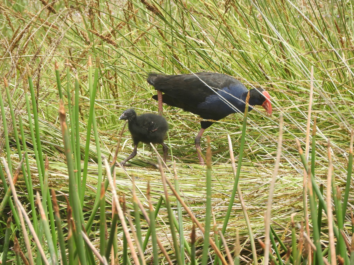 Australasian Swamphen - ML646568347