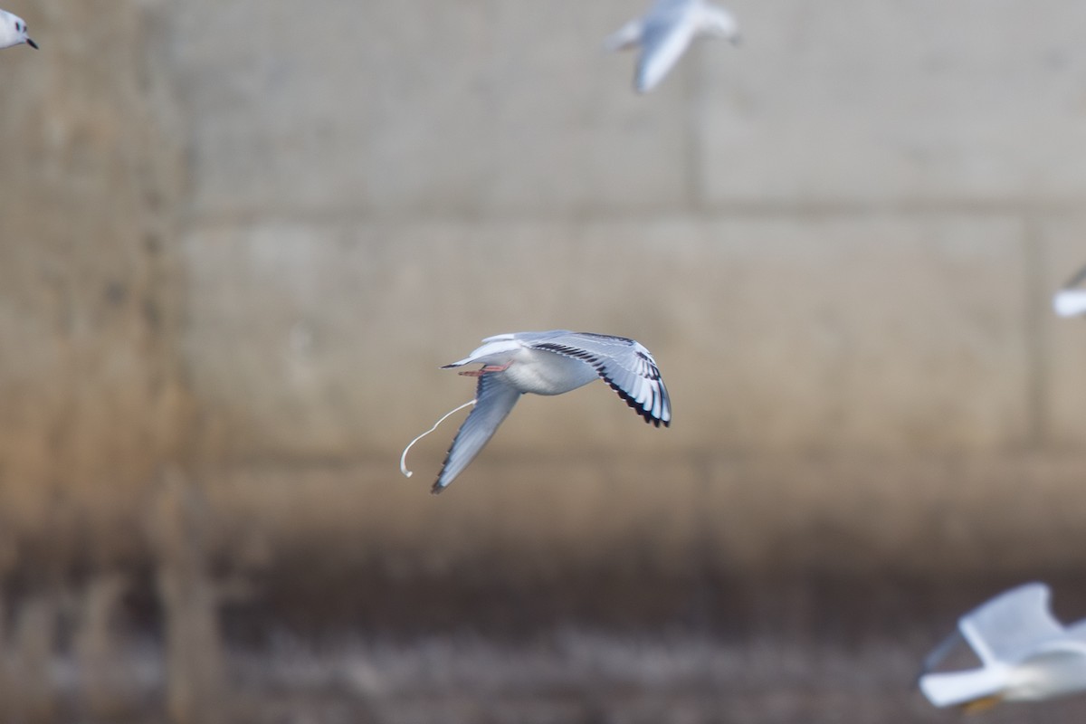 Bonapartemöwe - ML646568348