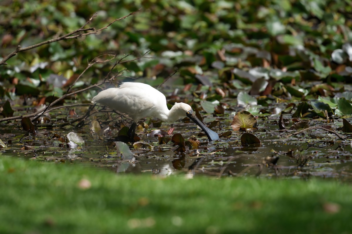 Royal Spoonbill - ML646568349