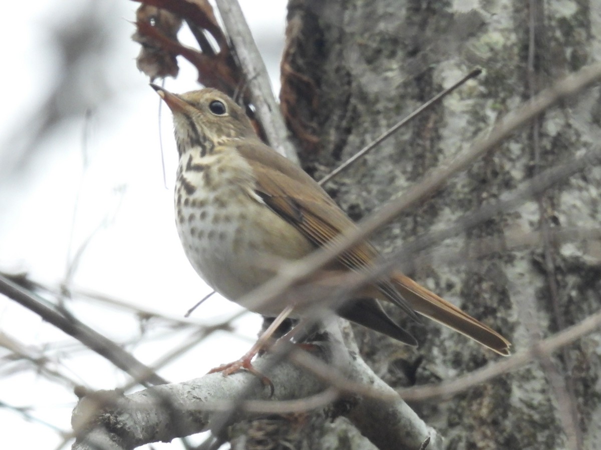 Дрізд-короткодзьоб плямистоволий - ML646568353
