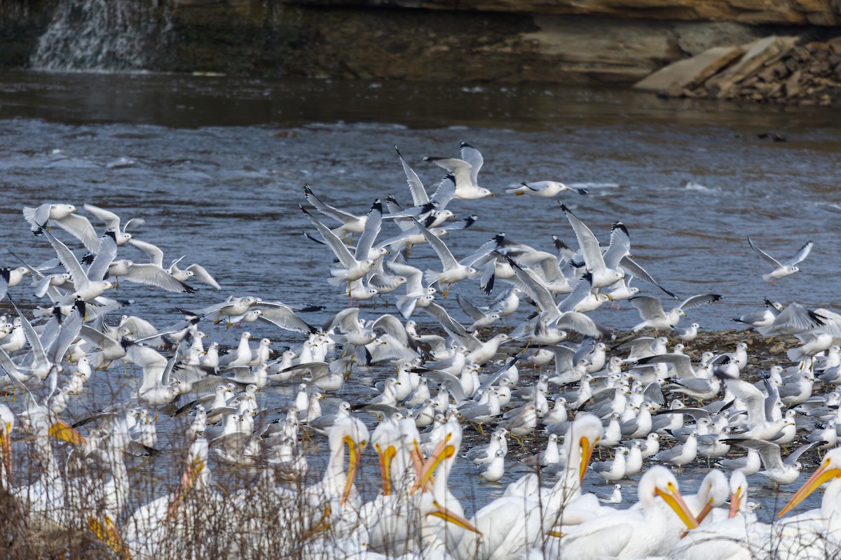 Bonapartemöwe - ML646568354