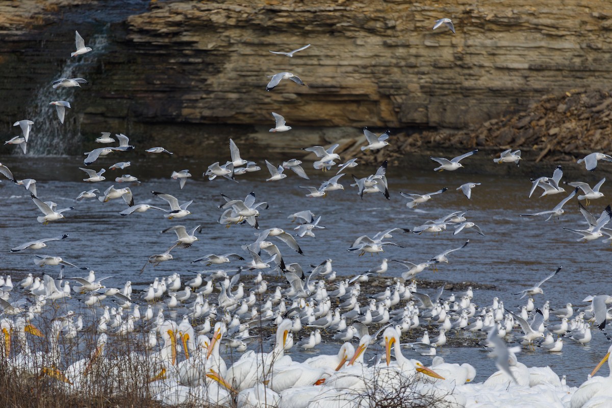 Bonapartemöwe - ML646568355