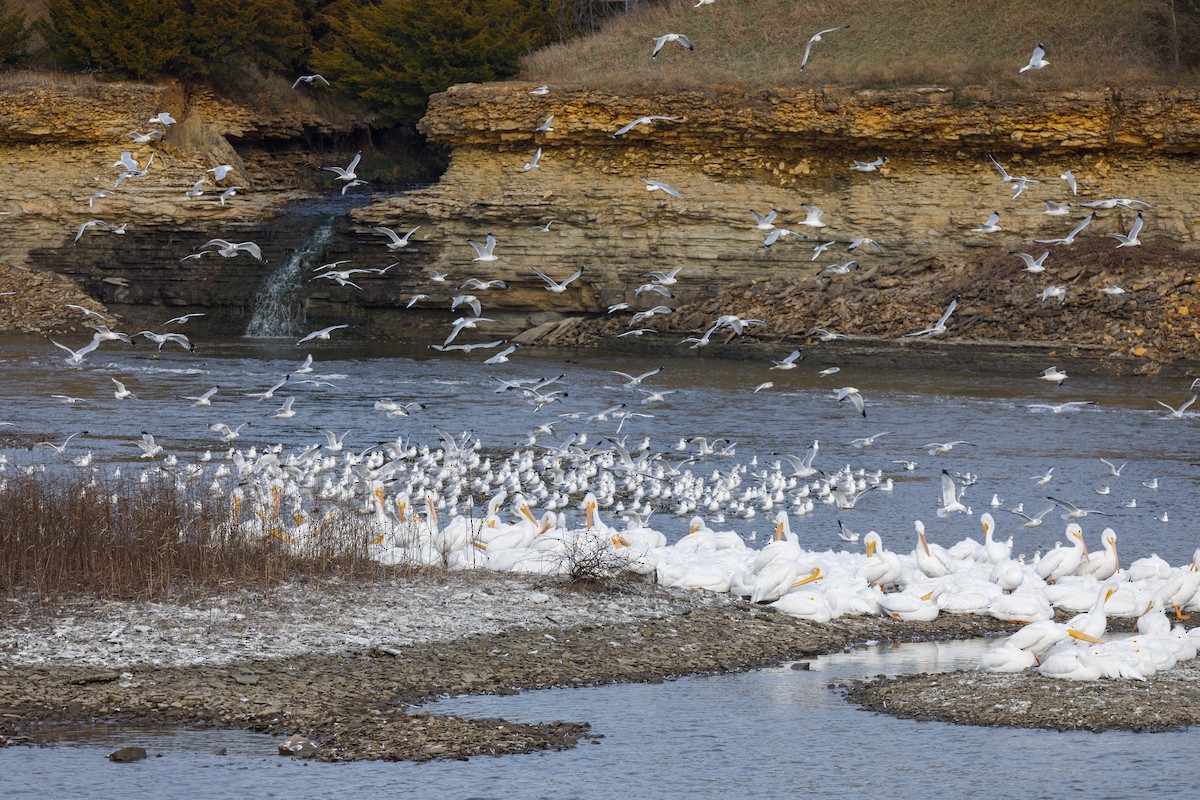 Bonapartemöwe - ML646568356