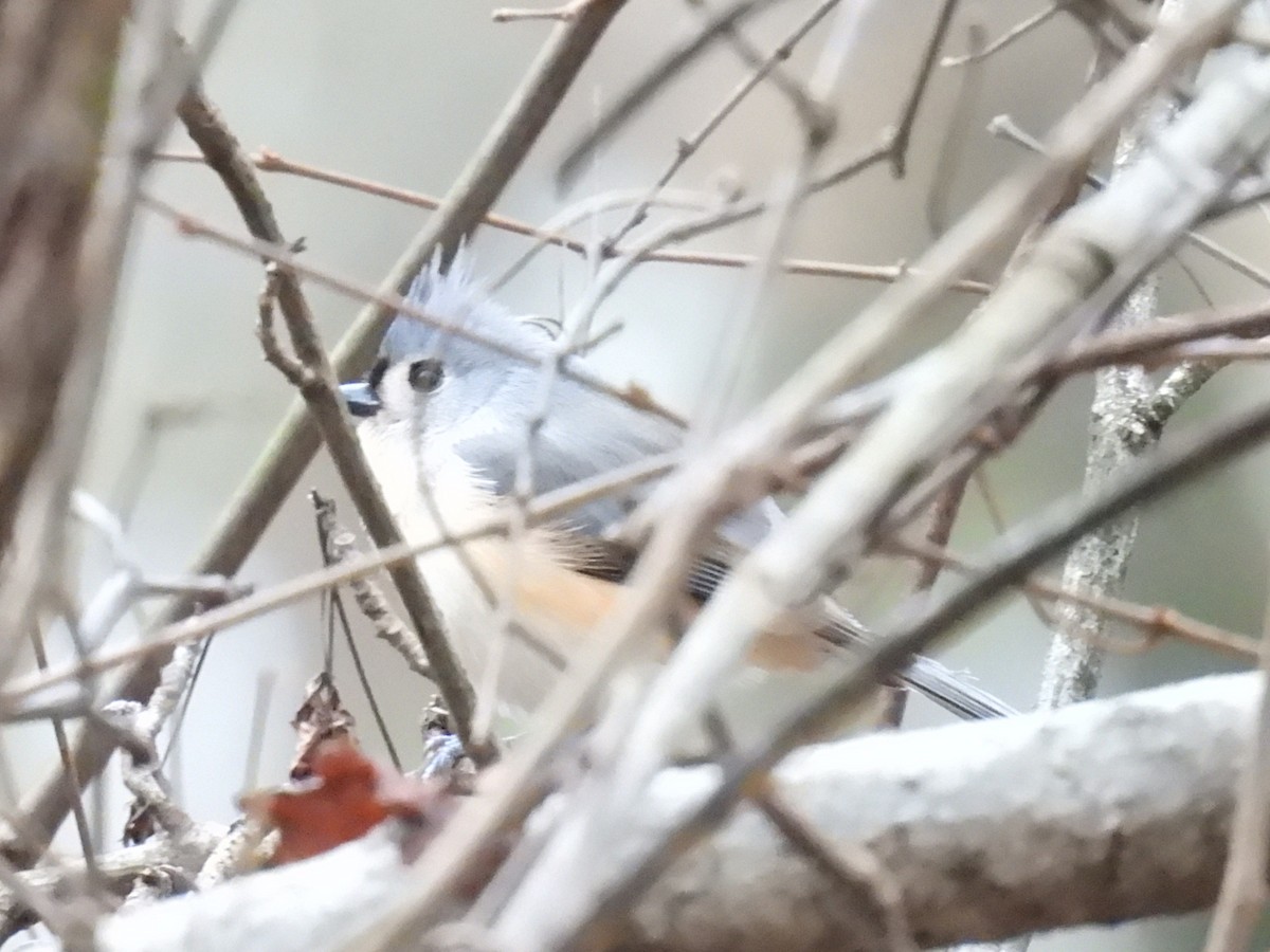 Американская гренадерка - ML646568357