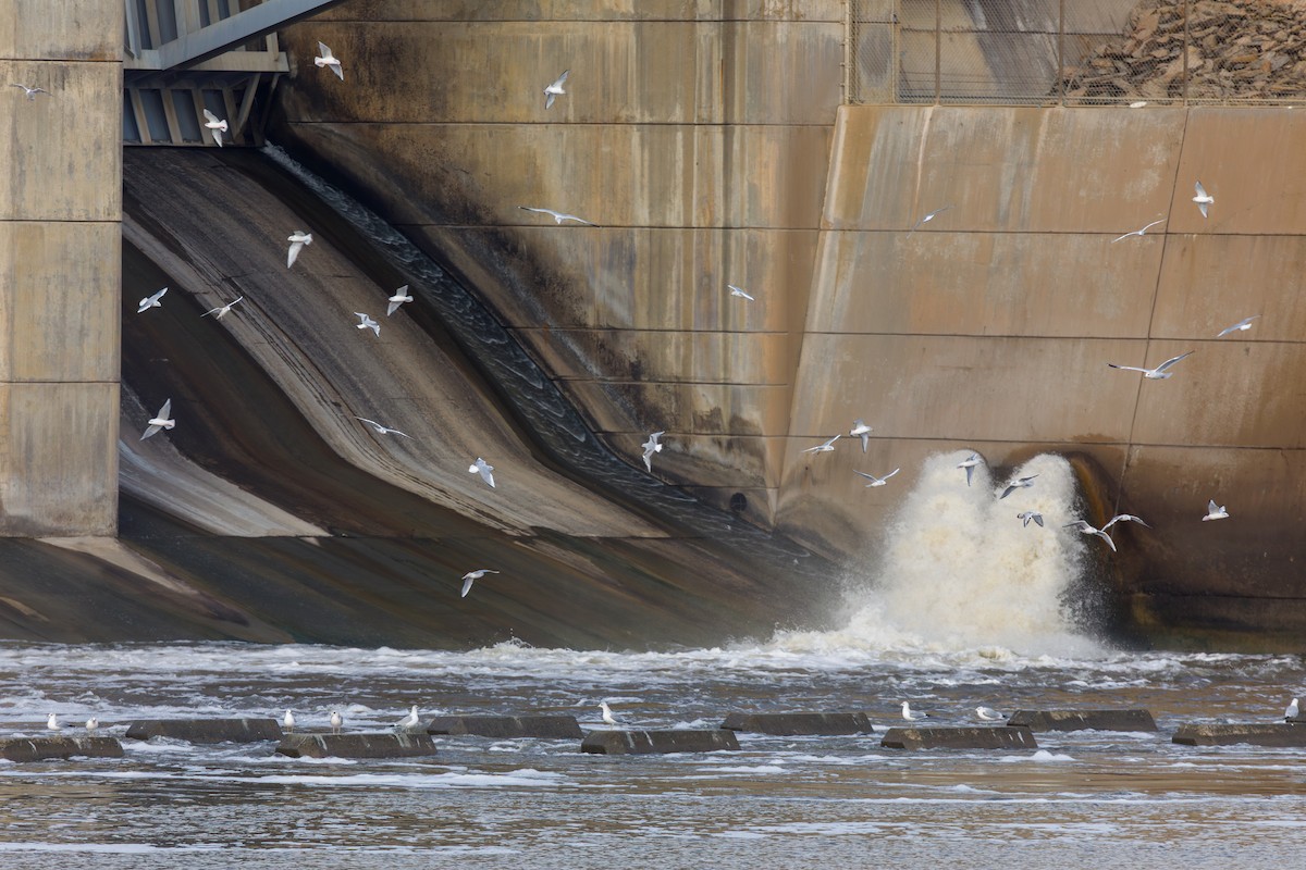 Bonapartemöwe - ML646568359