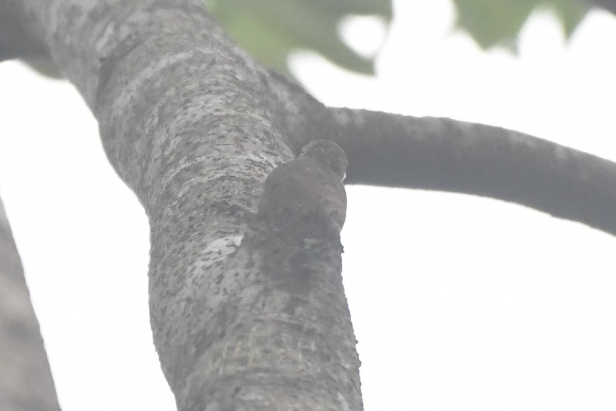 Wedge-billed Woodcreeper (pectoralis Group) - ML646568360