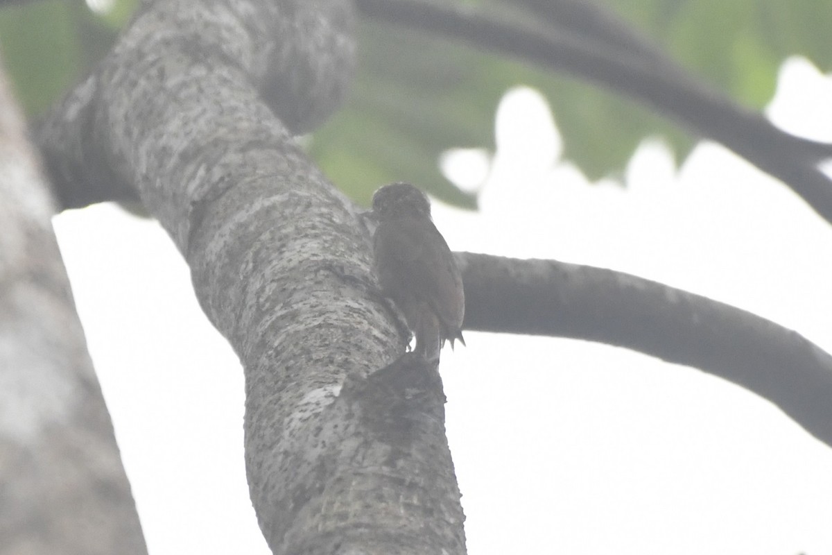 Wedge-billed Woodcreeper (pectoralis Group) - ML646568361