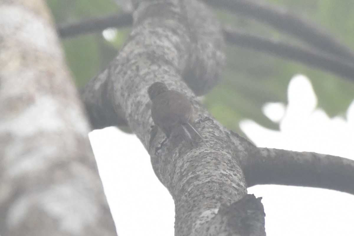 Wedge-billed Woodcreeper (pectoralis Group) - ML646568362