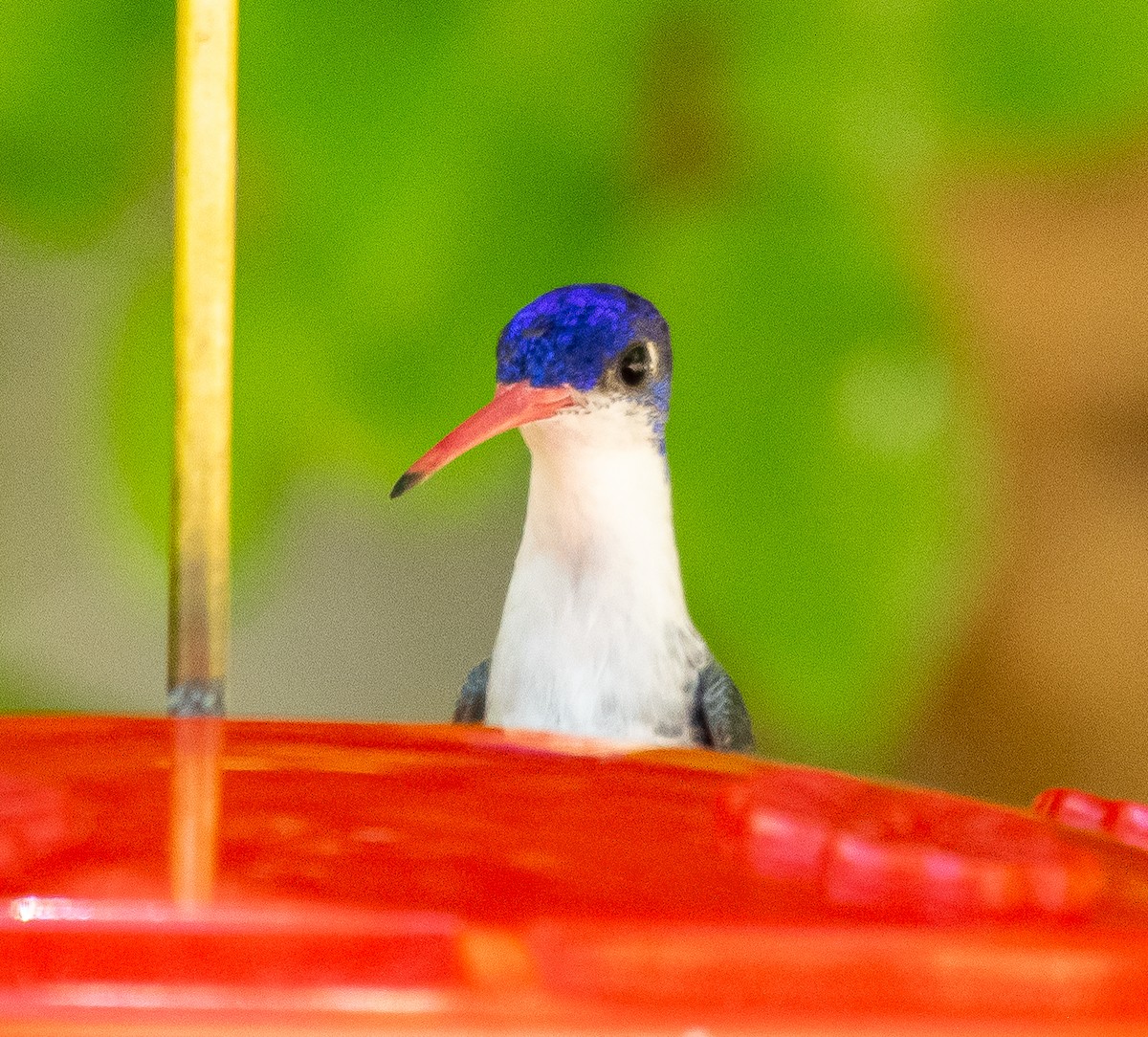 Violet-crowned Hummingbird - ML646568363