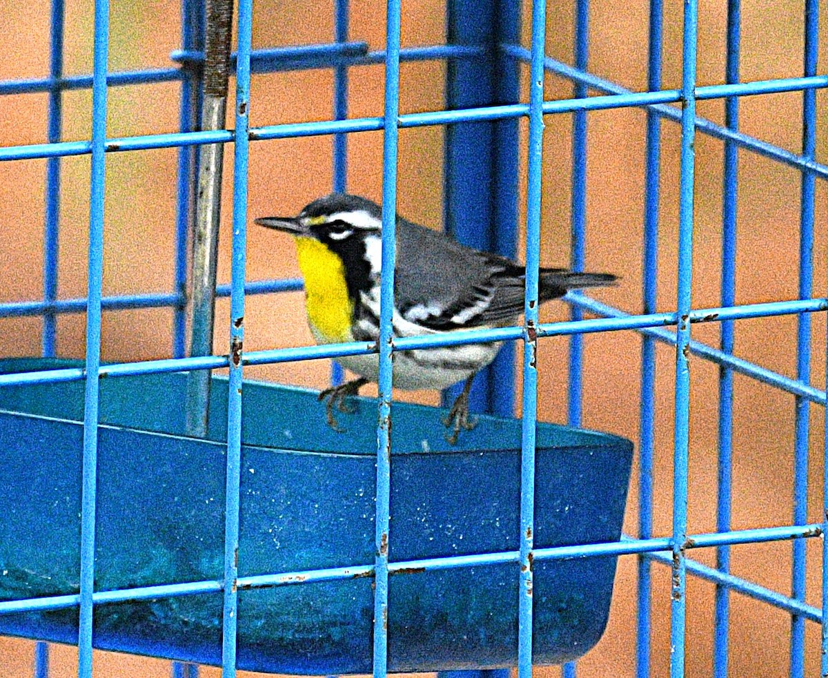 Yellow-throated Warbler - ML646568367