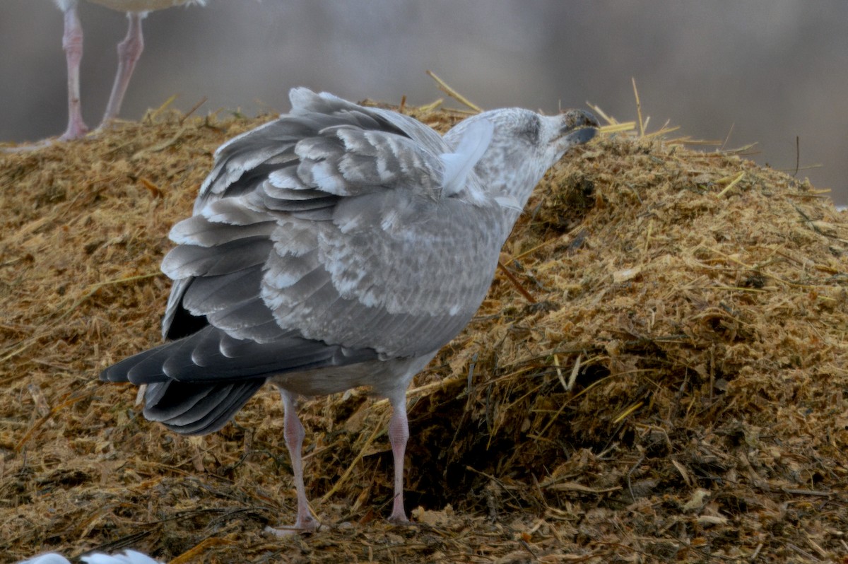 Мартиновий sp. - ML646568368