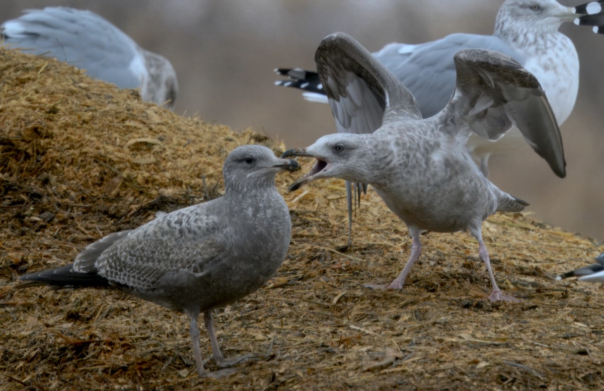 Мартиновий sp. - ML646568369