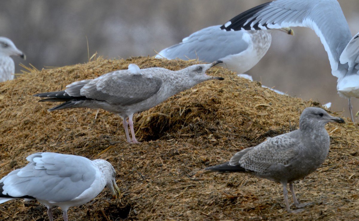 Мартиновий sp. - ML646568371