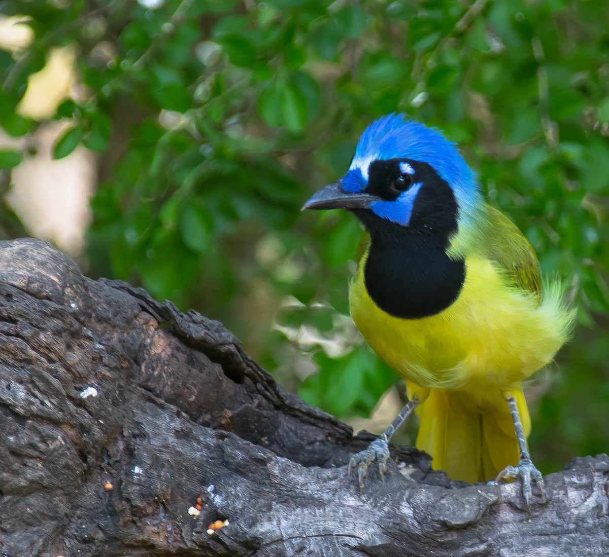 Geai vert - ML646568374